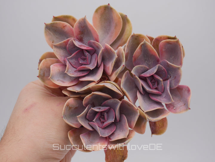Echeveria Rainbow Cluster - Echeveria Regenbogen - schöne und sehr seltene Sukkulente - bunte Sukkulente - Pflanze