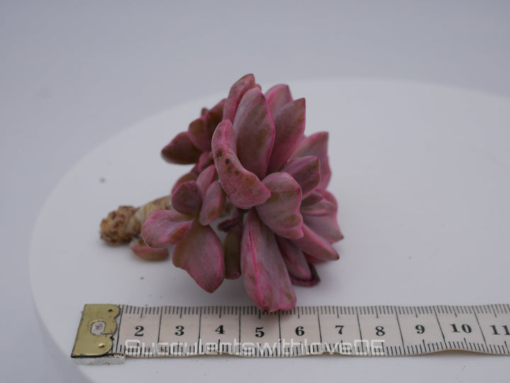 Echeveria Mrs Richard variegiert - schöne und sehr seltene Sukkulente - Pflanze * Korea Import *