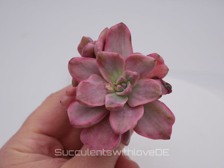 Echeveria Mrs Richard variegiert - schöne und sehr seltene Sukkulente - Pflanze * Korea Import *