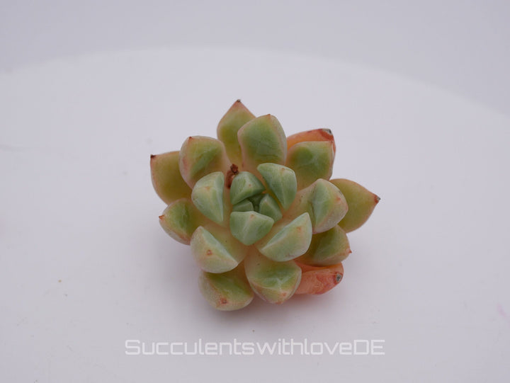 Echeveria 'Echo' - schöne und seltene Sukkulente - Pflanze - *Korea Import*