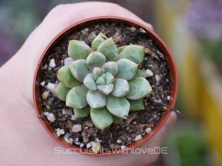 Echeveria 'Echo' - schöne und seltene Sukkulente - Pflanze - *Korea Import*