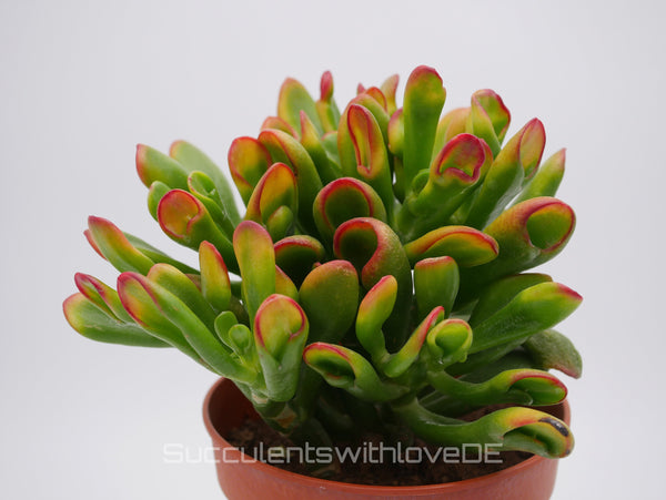 Crassula Hobbit 'Sunset' - bunte Sukkulente - Steckling oder Vermehrungsblatt