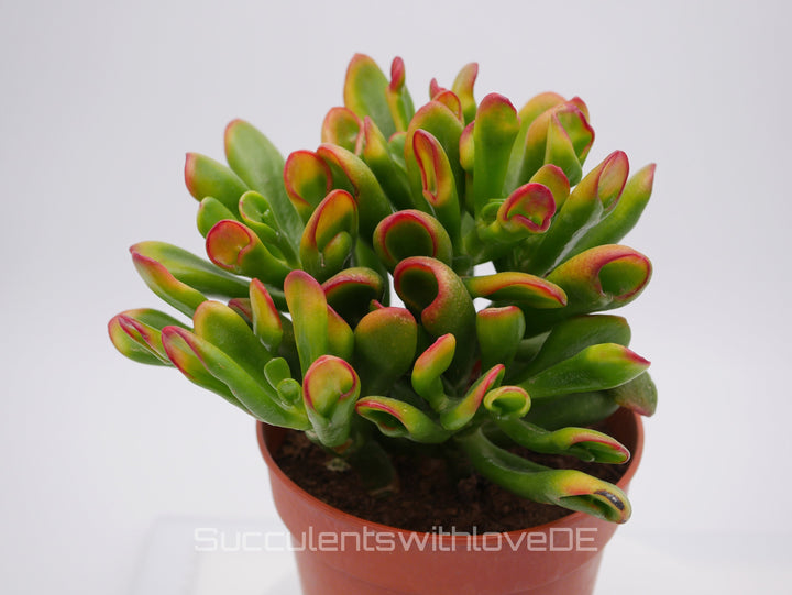 Crassula Hobbit 'Sunset' - bunte Sukkulente - Steckling oder Vermehrungsblatt