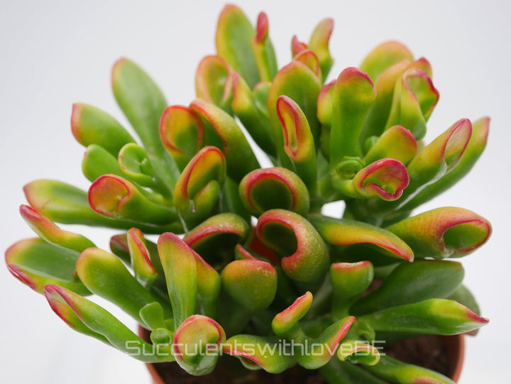 Crassula Hobbit 'Sunset' - bunte Sukkulente - Steckling oder Vermehrungsblatt