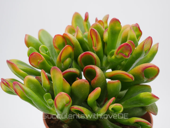 Crassula Hobbit 'Sunset' - bunte Sukkulente - Steckling oder Vermehrungsblatt