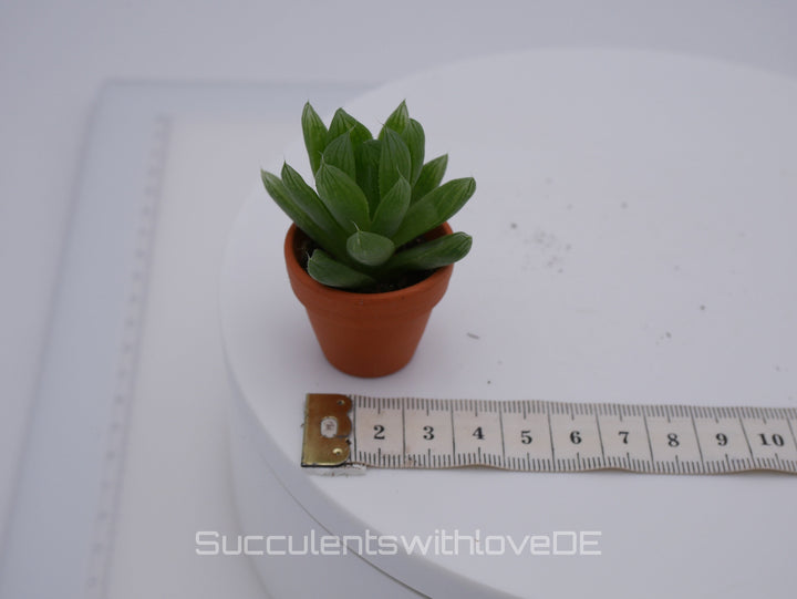 Haworthia Mini | drei verschiedene Sorten im 2,5-3cm Topf