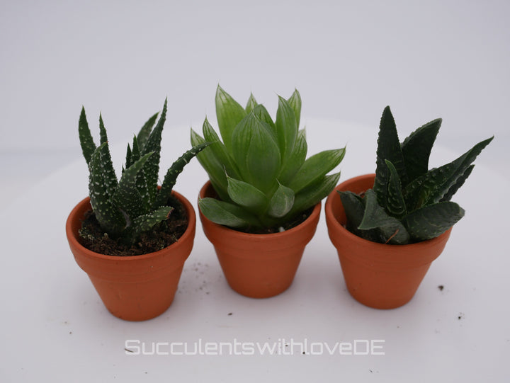 Haworthia Mini | drei verschiedene Sorten im 2,5-3cm Topf