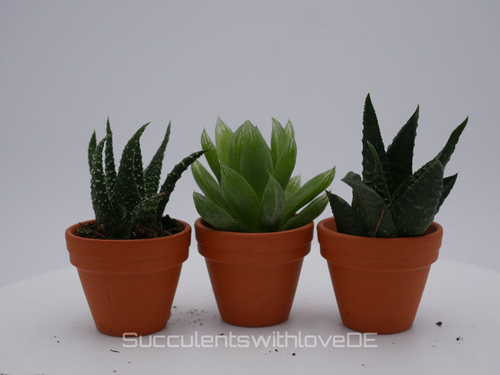 Haworthia Mini | drei verschiedene Sorten im 2,5-3cm Topf