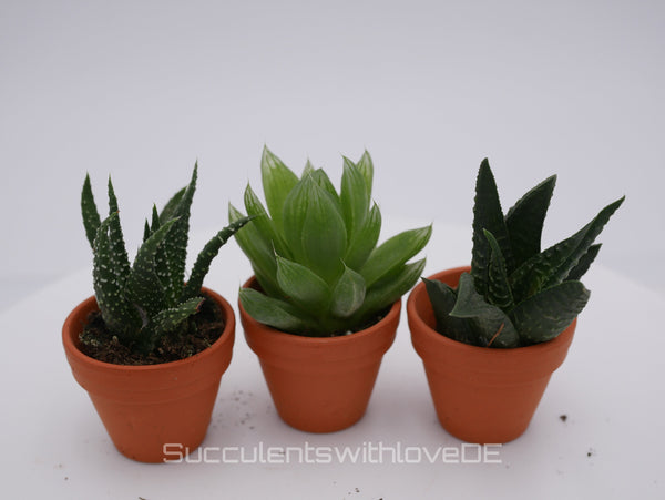 Haworthia Mini | drei verschiedene Sorten im 2,5-3cm Topf