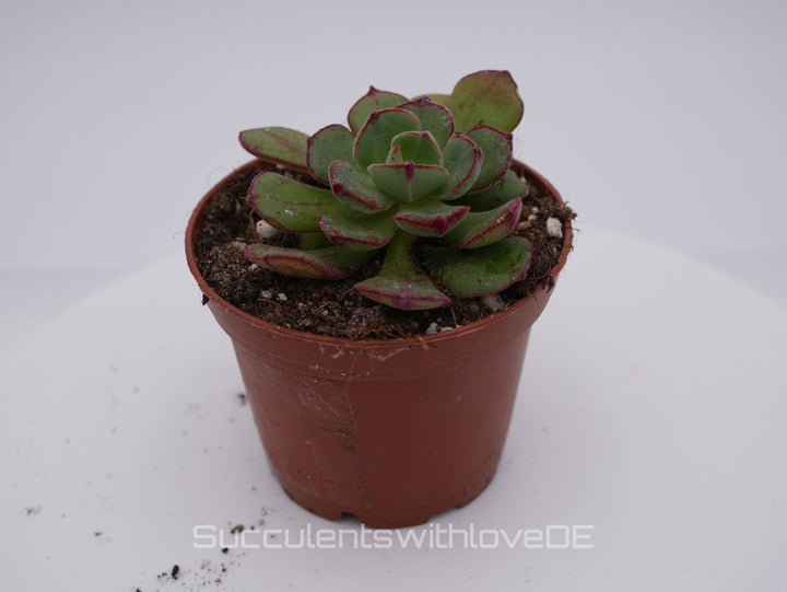 Echeveria cv. 'Joan Daniel' - seltene und schöne Sukkulente - Korea - Pflanze