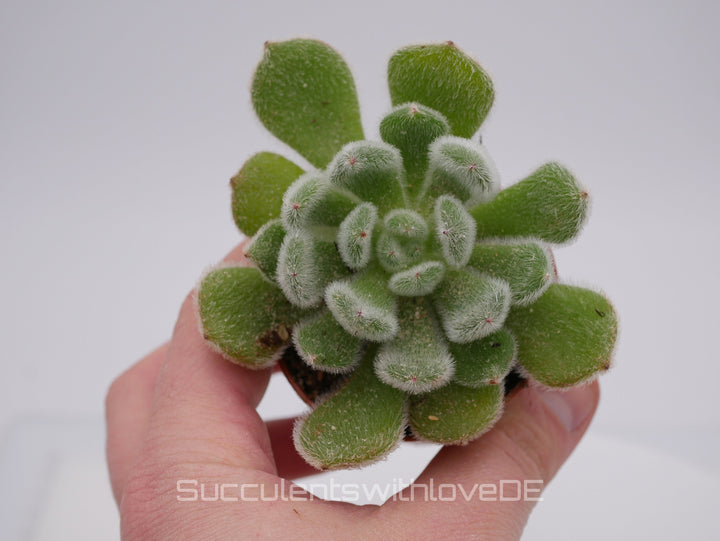 Echeveria 'Bombycina' - schöne, behaarte Sukkulente - Vermehrungsblatt oder Pflanze