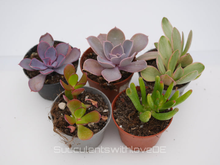 Set mit 5 verschiedenen Sukkulenten im 5,5er Topf | Mixpaket | Echeveria und Crassula