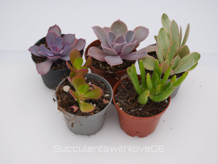 Set mit 5 verschiedenen Sukkulenten im 5,5er Topf | Mixpaket | Echeveria und Crassula