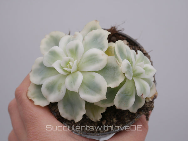 Echeveria 'Lemon Rose' Cluster variegated - schöne und seltene Sukkulente - gelb grün * Korea Import * - Vermehrungsblatt oder Pflanze