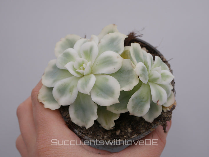 Echeveria 'Lemon Rose' Cluster variegated - schöne und seltene Sukkulente - gelb grün * Korea Import * - Vermehrungsblatt oder Pflanze