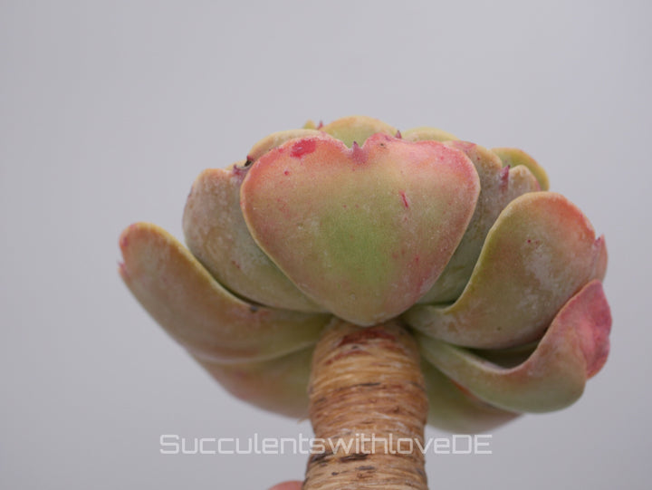 Echeveria 'Love's Light' - schöne und seltene Sukkulente - Vermehrungsblatt oder Pflanze