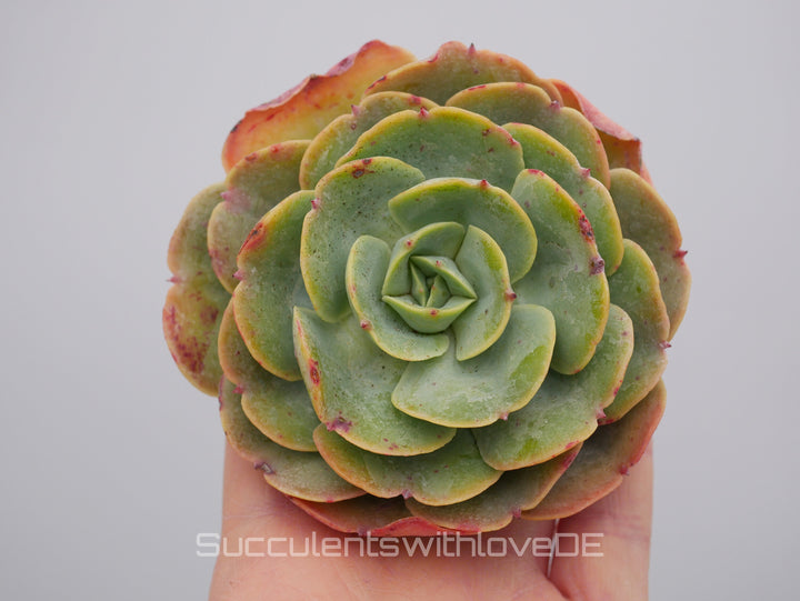 Echeveria 'Love's Light' - schöne und seltene Sukkulente - Vermehrungsblatt oder Pflanze