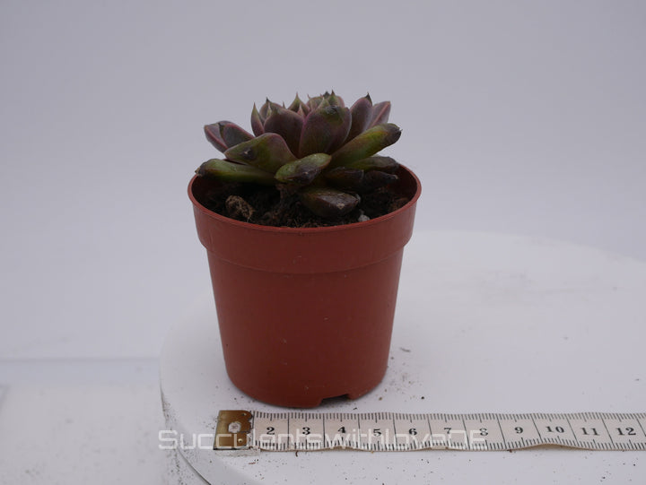 Echeveria ‘Chocolate Mousse' - schöne und seltene Sukkulente - Vermehrungsblatt oder Pflanze * Korea Import *