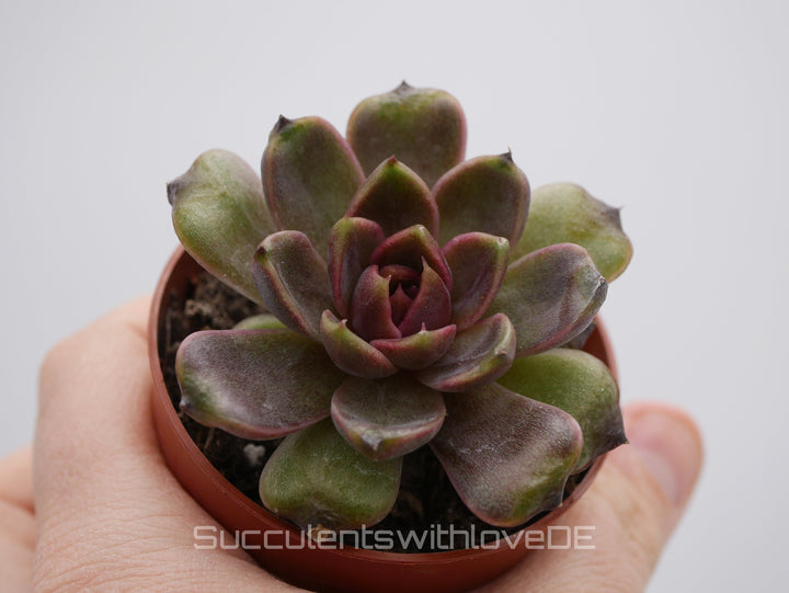 Echeveria ‘Chocolate Mousse' - schöne und seltene Sukkulente - Vermehrungsblatt oder Pflanze * Korea Import *