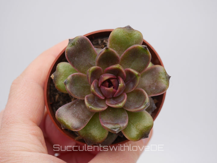 Echeveria ‘Chocolate Mousse' - schöne und seltene Sukkulente - Vermehrungsblatt oder Pflanze * Korea Import *