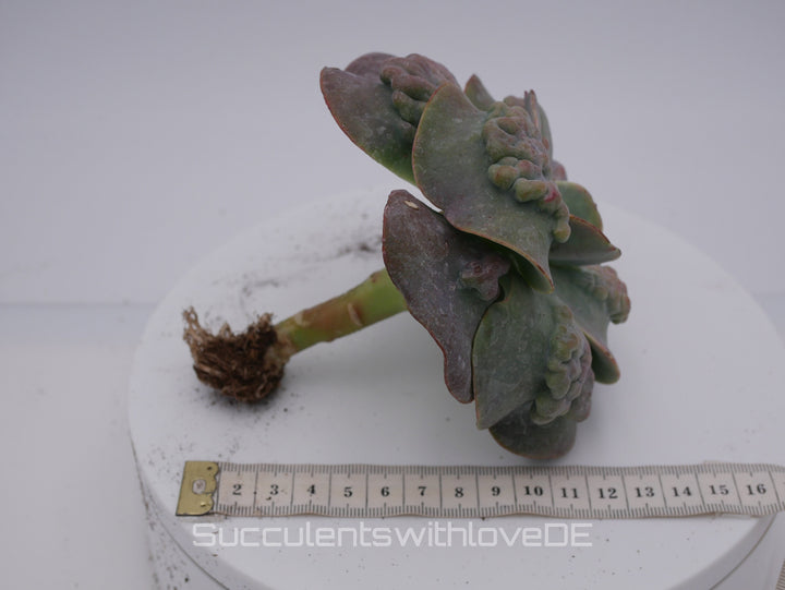 Echeveria 'Cameo' - schöne und sehr seltene Sukkulente - Pflanze * Korea Import *