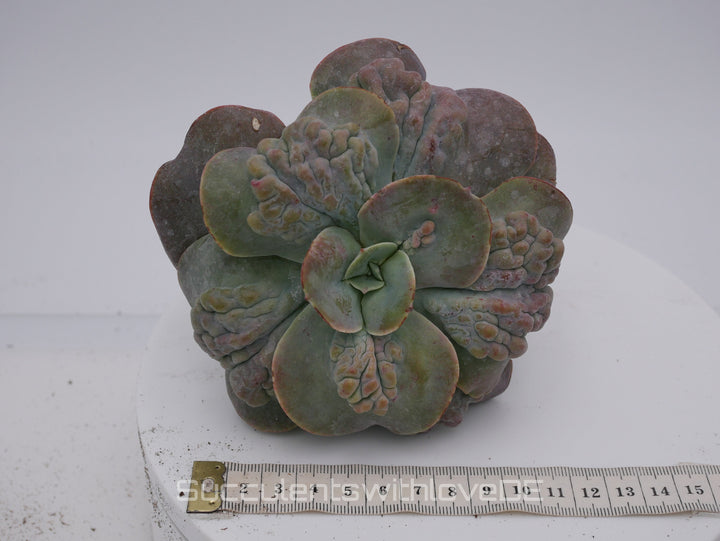 Echeveria 'Cameo' - schöne und sehr seltene Sukkulente - Pflanze * Korea Import *