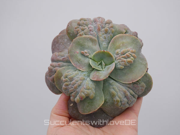 Echeveria 'Cameo' - schöne und sehr seltene Sukkulente - Pflanze * Korea Import *