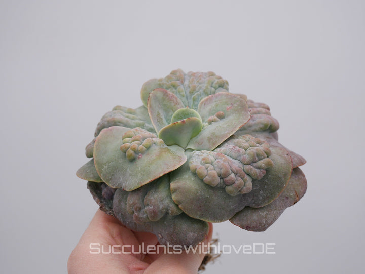 Echeveria 'Cameo' - schöne und sehr seltene Sukkulente - Pflanze * Korea Import *