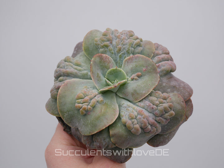 Echeveria 'Cameo' - schöne und sehr seltene Sukkulente - Pflanze * Korea Import *