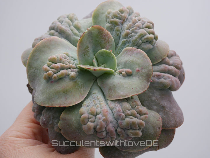 Echeveria 'Cameo' - schöne und sehr seltene Sukkulente - Pflanze * Korea Import *