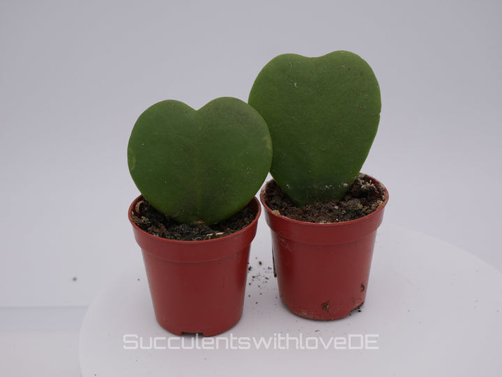 Hoya kerrii - Herzpflanze - perfekt als Geschenk zum Valentinstag - Pflanze im 5,5 cm Topf