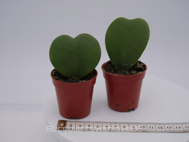 Hoya kerrii - Herzpflanze - perfekt als Geschenk zum Valentinstag - Pflanze im 5,5 cm Topf