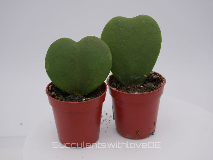 Hoya kerrii - Herzpflanze - perfekt als Geschenk zum Valentinstag - Pflanze im 5,5 cm Topf