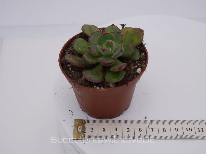 Echeveria cv. 'Joan Daniel' - seltene und schöne Sukkulente - Korea - Pflanze