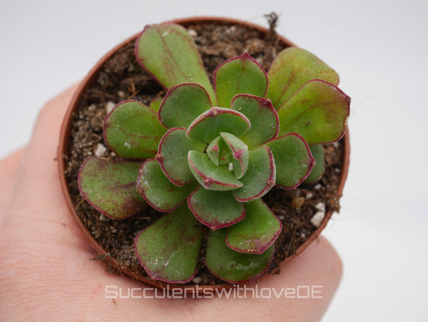 Echeveria cv. 'Joan Daniel' - seltene und schöne Sukkulente - Korea - Pflanze