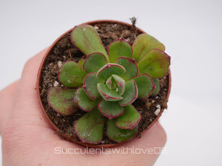 Echeveria cv. 'Joan Daniel' - seltene und schöne Sukkulente - Korea - Pflanze