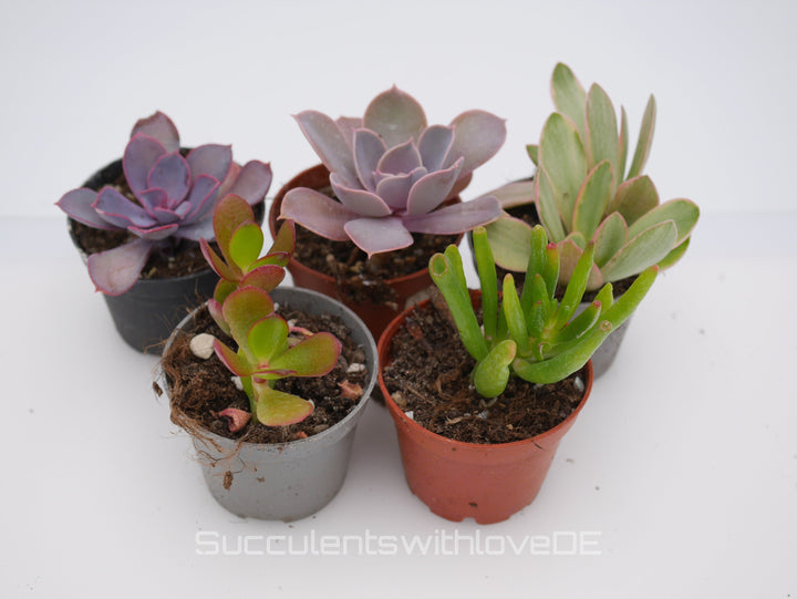 Set mit 5 verschiedenen Sukkulenten im 5,5er Topf | Mixpaket | Echeveria und Crassula