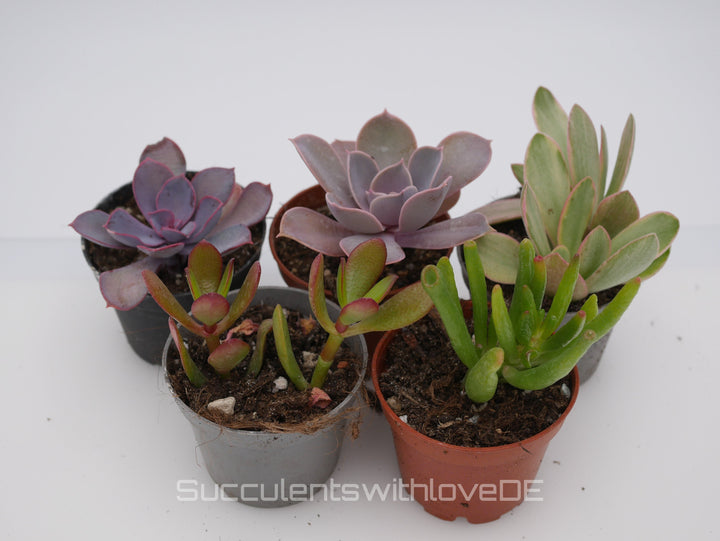 Set mit 5 verschiedenen Sukkulenten im 5,5er Topf | Mixpaket | Echeveria und Crassula