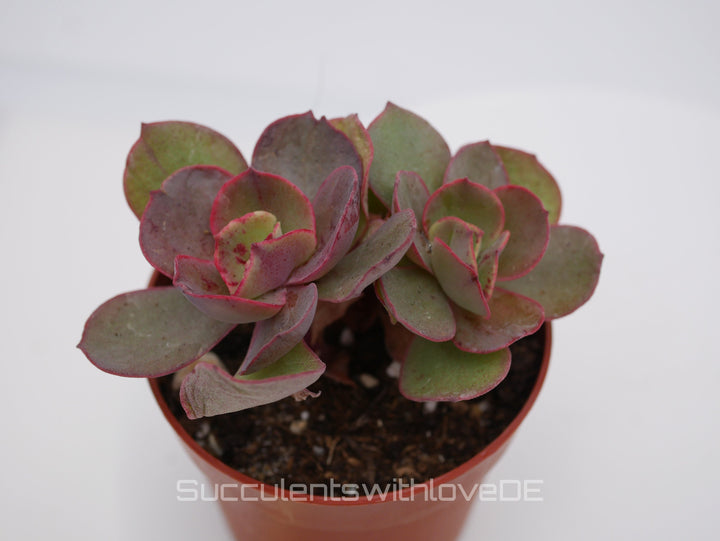 Echeveria 'Suyon' - grün, rote Sukkulente - schöne und sehr seltene Sukkulente - Pflanze * Korea Import *