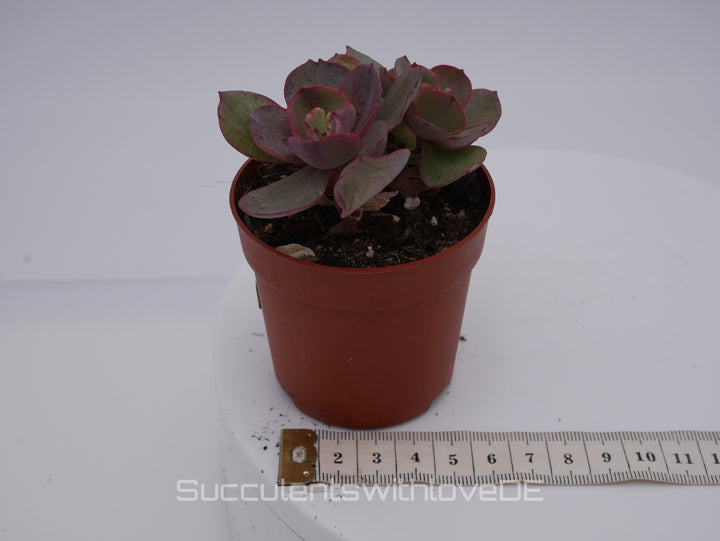 Echeveria 'Suyon' - grün, rote Sukkulente - schöne und sehr seltene Sukkulente - Pflanze * Korea Import *