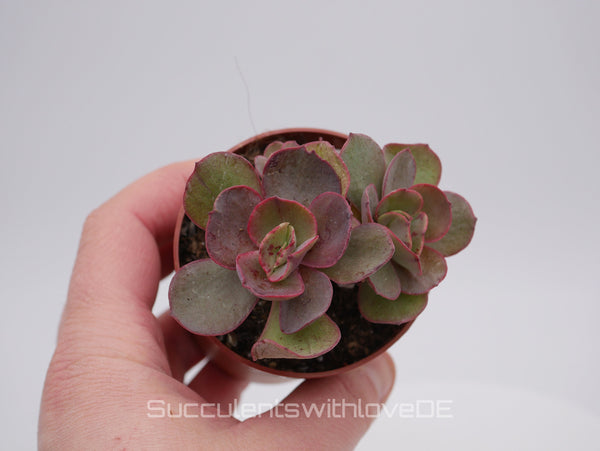 Echeveria 'Suyon' - grün, rote Sukkulente - schöne und sehr seltene Sukkulente - Pflanze * Korea Import *