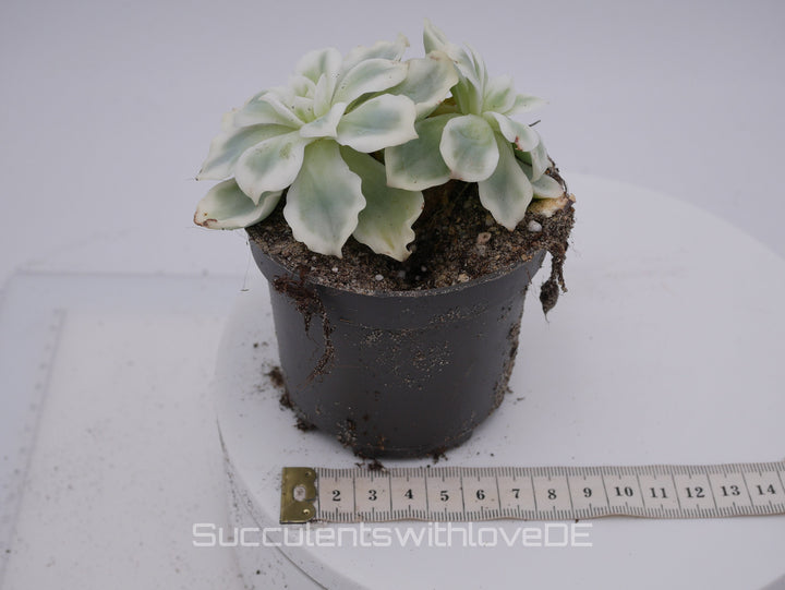 Echeveria 'Lemon Rose' Cluster variegated - schöne und seltene Sukkulente - gelb grün * Korea Import * - Vermehrungsblatt oder Pflanze