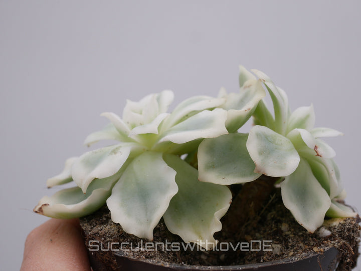 Echeveria 'Lemon Rose' Cluster variegated - schöne und seltene Sukkulente - gelb grün * Korea Import * - Vermehrungsblatt oder Pflanze