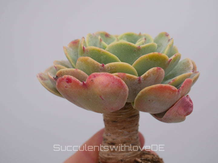 Echeveria 'Love's Light' - schöne und seltene Sukkulente - Vermehrungsblatt oder Pflanze