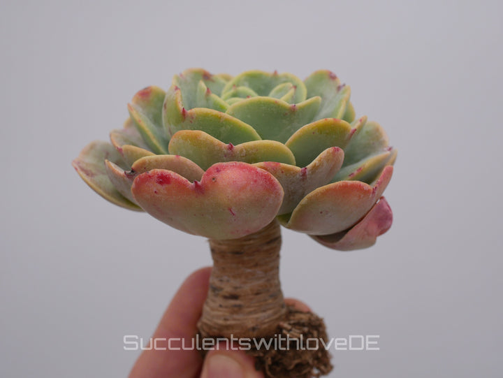 Echeveria 'Love's Light' - schöne und seltene Sukkulente - Vermehrungsblatt oder Pflanze