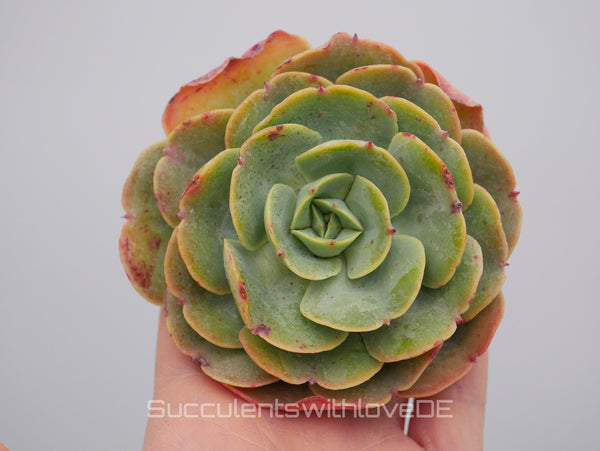 Echeveria 'Love's Light' - schöne und seltene Sukkulente - Vermehrungsblatt oder Pflanze