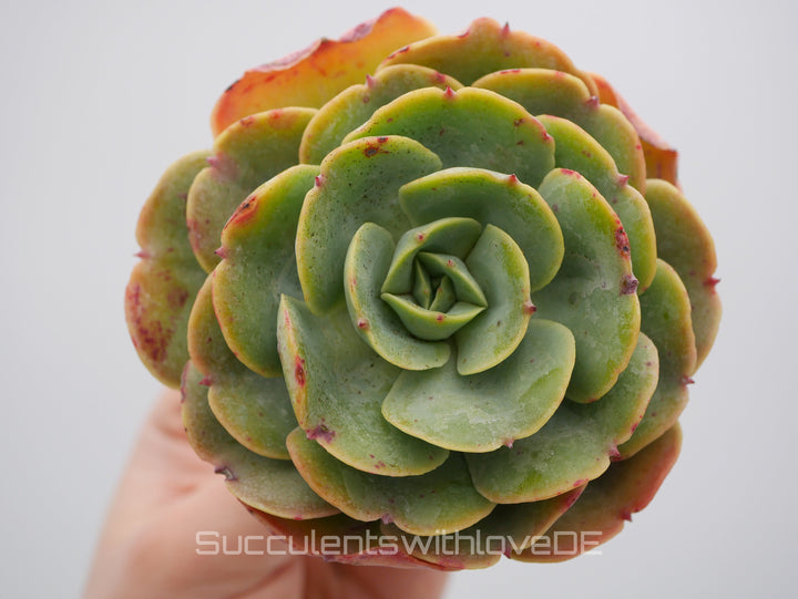 Echeveria 'Love's Light' - schöne und seltene Sukkulente - Vermehrungsblatt oder Pflanze