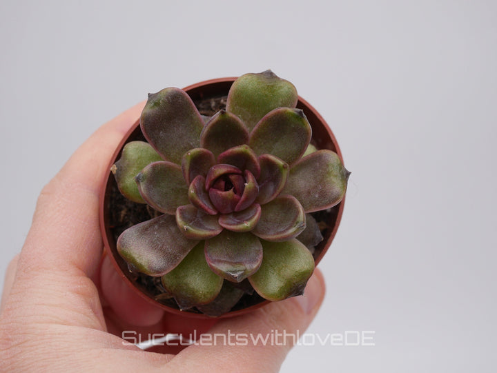 Echeveria ‘Chocolate Mousse' - schöne und seltene Sukkulente - Vermehrungsblatt oder Pflanze * Korea Import *