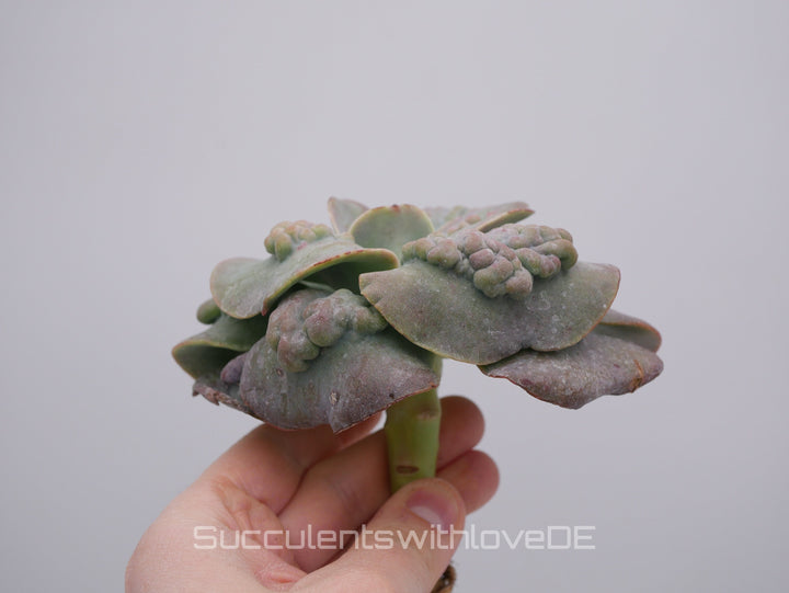 Echeveria 'Cameo' - schöne und sehr seltene Sukkulente - Pflanze * Korea Import *