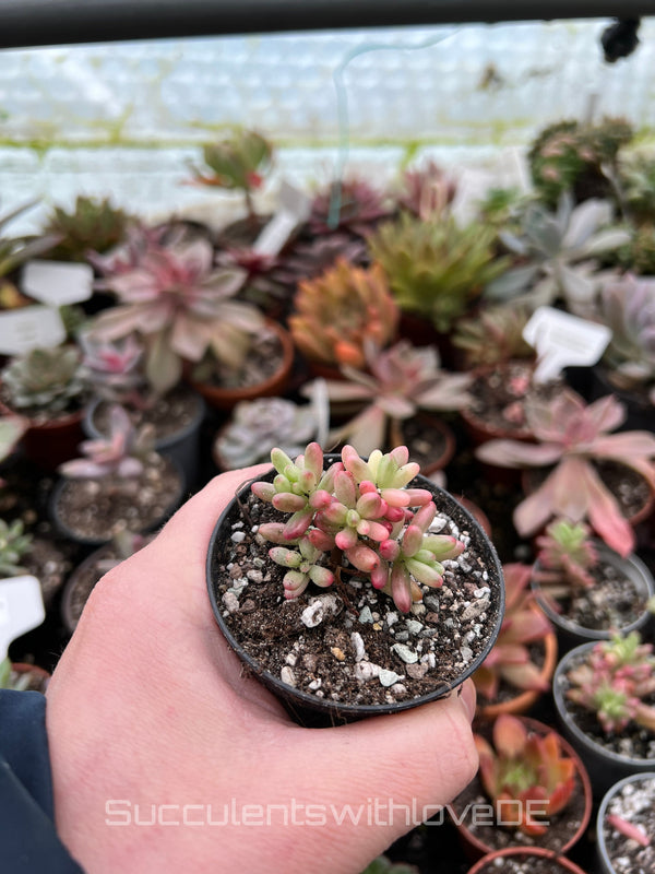 Sedum Rubrotinctum Aurora 'Jelly beans' - Pflanze oder Steckling